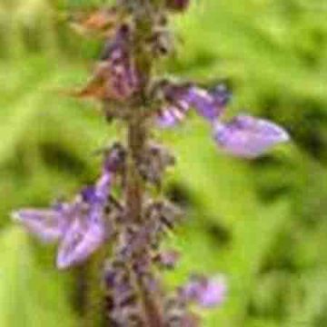 Coleus Forskohlii (Willd.) Briq. Extract